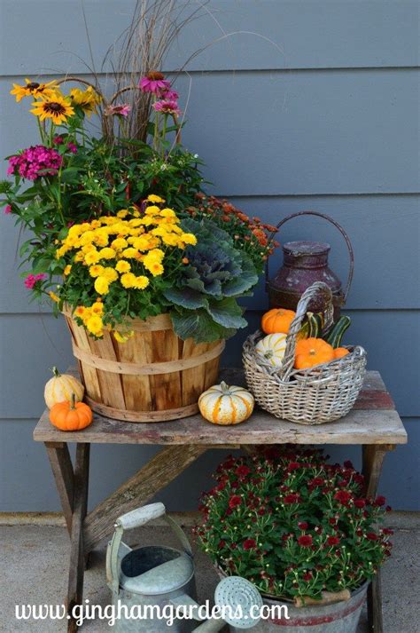Tips For Keeping Potted Mums Looking Great Gingham Gardens Potted