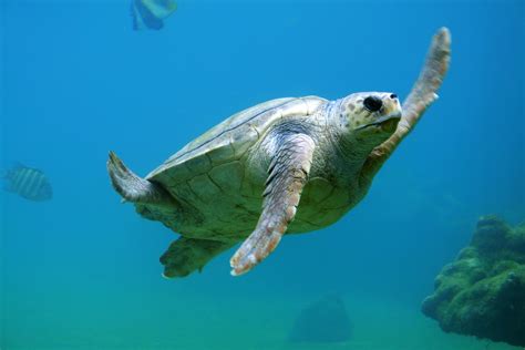 Loggerhead Turtle And Other Sea Turtles In Croatia Navaboats