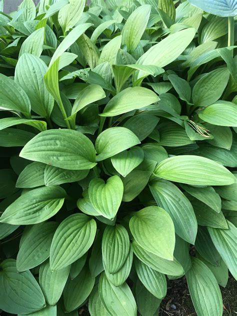 Hosta Snow Flakes Sieboldii Les Vivaces Du Merle Bleu