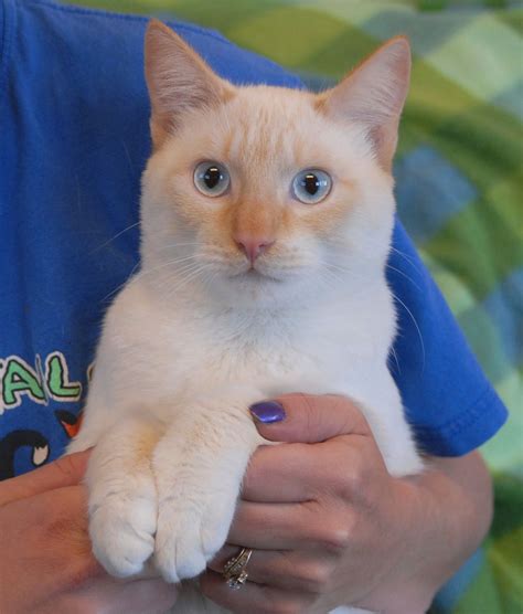 The intellect of this breed is a bit surprising. Here's What People Are Saying About Siamese Himalayan Cats ...