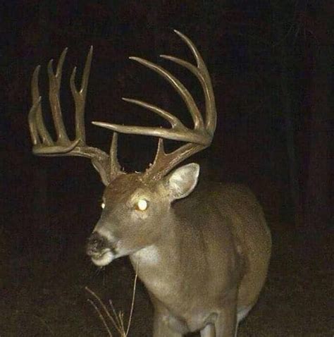 Trail cam shows big backyard buck. 13 Giant Bucks Caught on Trail Camera