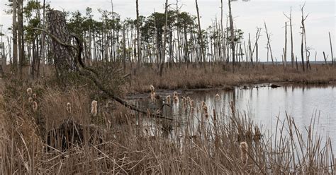 Try Blackwater Refuge For Good Whitetail Sika Hunting