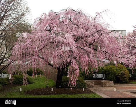 Weeping Higan Cherry Tree In Full Bloom Prunus Subhirtella Pendula