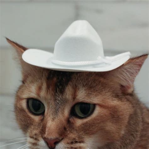 Cat Hat Etsy