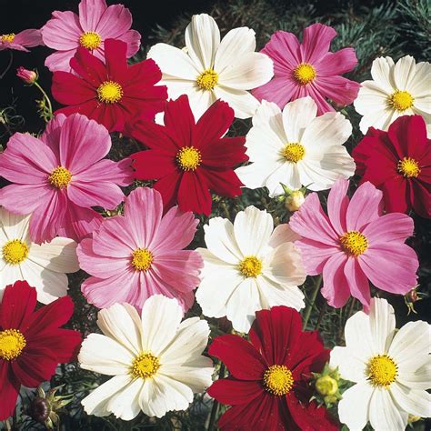 Cosmos Dwarf Mix Flowers Premier Seeds Direct Ltd