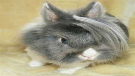 Emo Bunny Know Your Meme