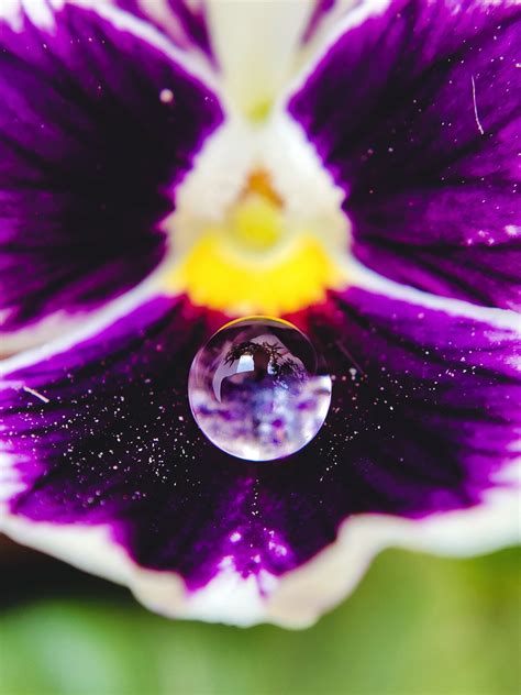 Droplet On A Flower Pixahive