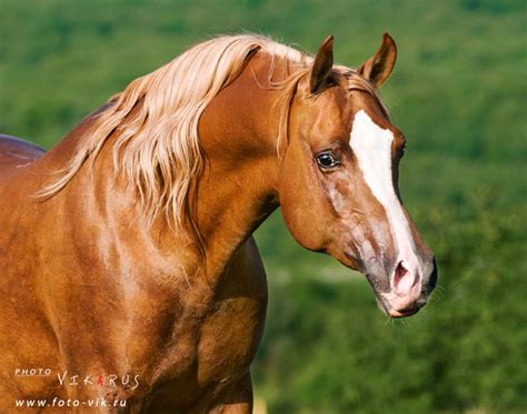 Gorgeous Arabian Horse Arabian Horse Show Western Competition
