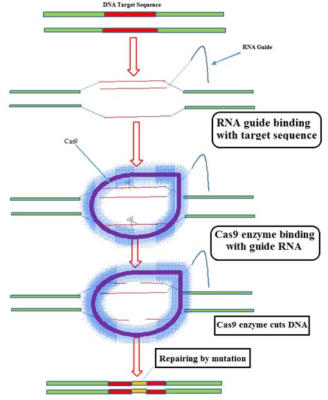Mechanism Of Action Of Crispr Cas9 Tool Download Scientific Diagram