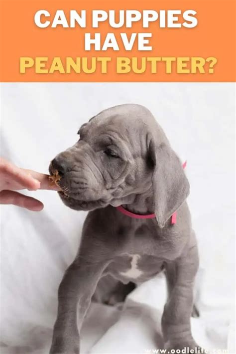 Can Puppies Have Peanut Butter Warning Oodle Life