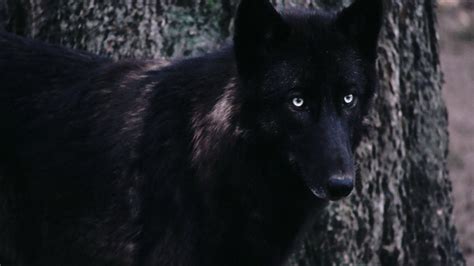 Download and use 30,000+ wolf wallpaper stock photos for free. Black Wolf Wallpapers - Wallpaper Cave