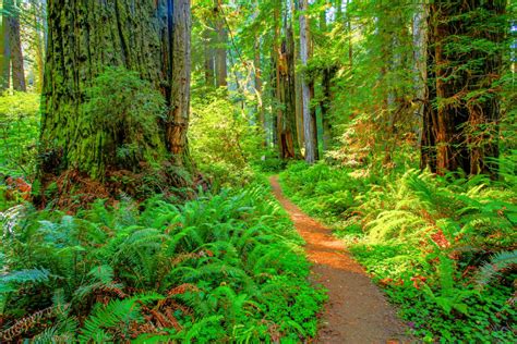 The Ultimate Guide To Redwood National Park