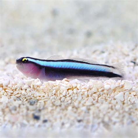 Ora Captive Bred Sharknose Goby Saltwater Aquarium Corals For Marine