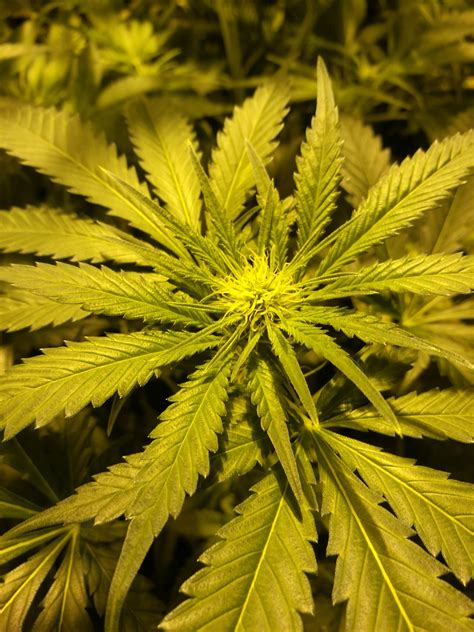 In botany, a bud is an undeveloped or embryonic shoot and normally occurs in the axil of a leaf or at the tip of a stem.once formed, a bud may remain for some time in a dormant condition, or it may form a shoot immediately. Sensi Seeds Big Bud, Sensi Seeds Skunk #1, Medical Seeds ...