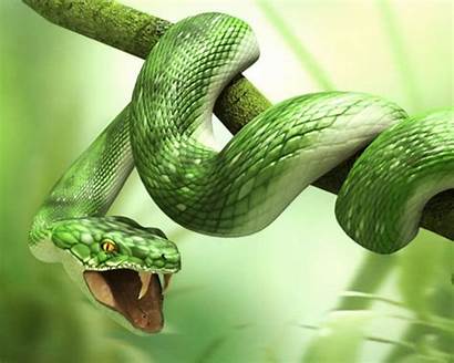Snake 3d Wallpapers Snakes Background Animal Nickname