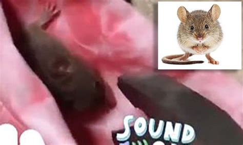 Snapchat Video Of Perth Teen Crushing Mouse S Head Being Investigated Daily Mail Online