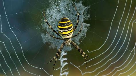 BBC Earth Dark Secrets Of Britains Sexiest Spiders