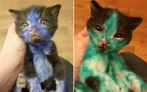 Two Kittens Found Colored In With Permanent Marker