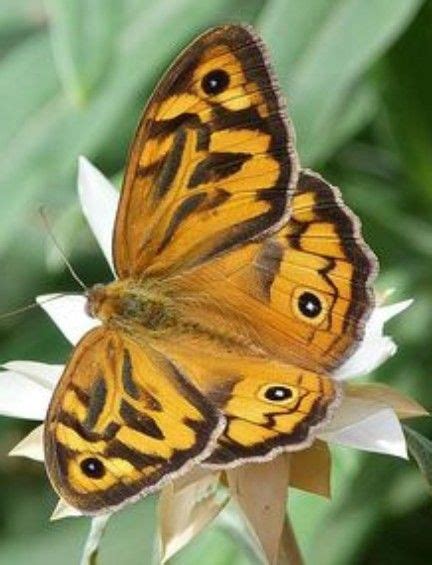 Papillon Butterfly Chrysalis Beautiful Butterflies Butterfly Pictures