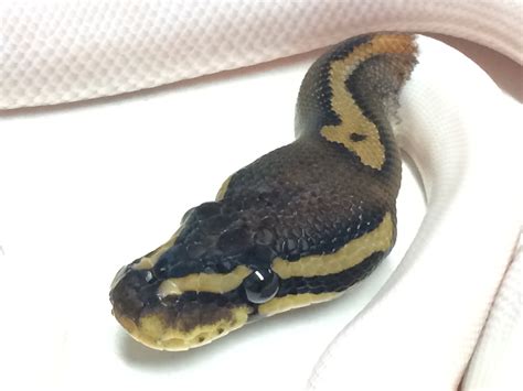 Baby Het Red Axanthic Pied Ball Python A410205 2 Xyzreptiles