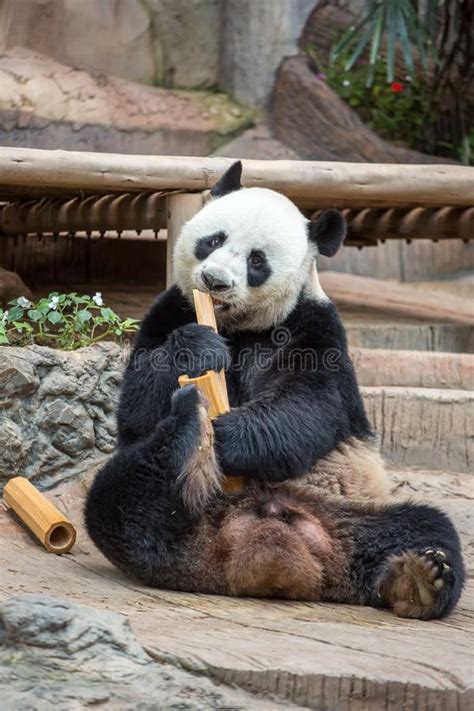 Giant Panda Eating Bamboo Stock Photo Image Of Chuangchuang 86631774