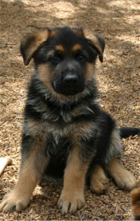 How feeding changes as a german shepherd puppy gets older your puppy should be fed three or four times a day up to the age of four months. What is the Best Dog Food for a German Shepherd? - Dog ...