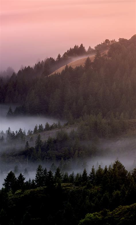 Download Mist Fog Sunrise Trees Forest Nature Wallpaper 1280x2120