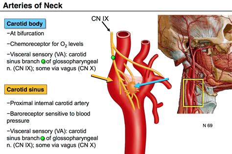 The carotid arteries are a pair of blood vessels located on both sides of your neck that deliver blood to your brain and head. carotid body - Liberal Dictionary