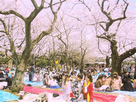 Where To Experience The Cherry Blossoms In Tokyo Yoyogi Park Hanami