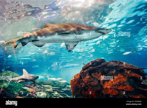 Giant Scary Sharks Under Water In Aquarium Sea Ocean Marine Wildlife