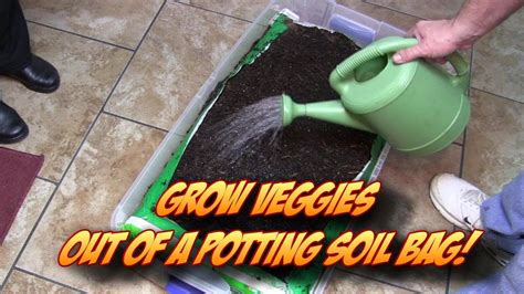 Growing Veggetables Straight Out Of A Potting Soil Bag Indoors Or Outdoors Youtube