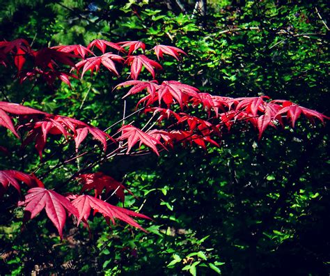 Red Emperor Japanese Maple Denver Botanic Garden Colora Flickr