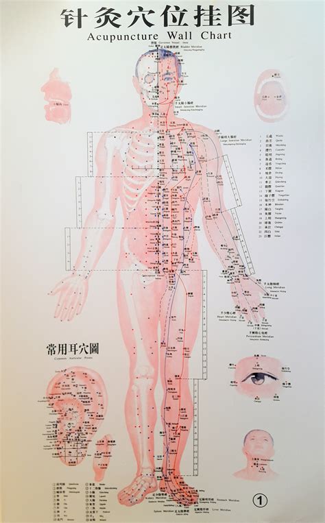 Ear Acupuncture Chart Pdf