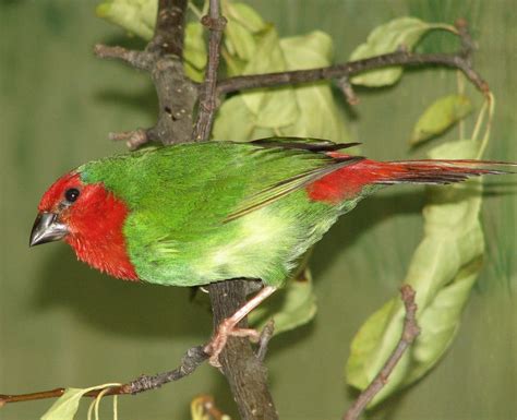 The Red Headed Parrotfinch The Finch Weekly