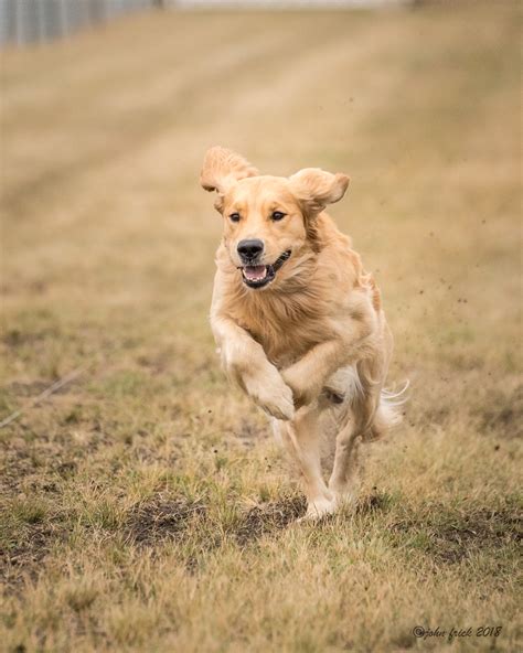 Golden retrievers focused on obedience, therapy, beginning service and companionship. Dallas-Ft. Worth Metro Golden Retriever Club