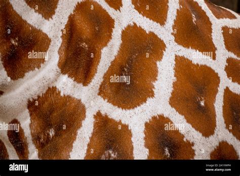 Giraffe Skin And Fur Texture And Background Stock Photo Alamy