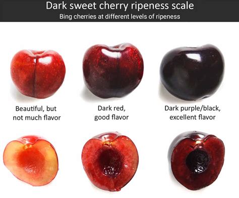 Cherries Season Varieties Ripeness Indicators And More