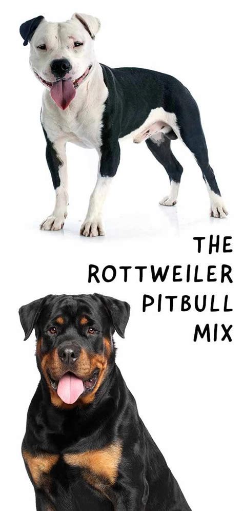 The pitweiler, a mix of two powerful, highly publicized breeds is sure to be divisive. A guide to rottweiler pitbull mix, Dog breed reviews. | Rottweiler mix puppies, Pitbull mix ...