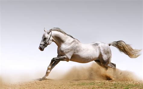 Home latest wallpapers top wallpapers random wallpapers tag cloud contact. White Horse Running in Ground HD Photos | HD Wallpapers