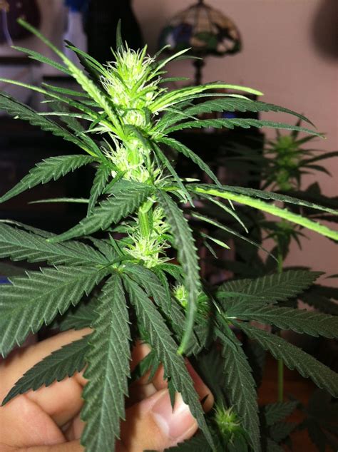 The Flowering Stages Of Cannabis Week By Week Stoner Circle