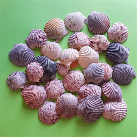 20 Small Scallop Shell Craft Nautical Decor Seashells Beach Etsy