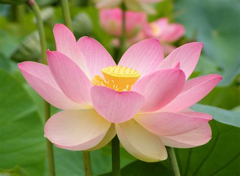 Flor de loto en la India en qué consiste su simbolismo