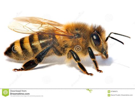 Apis Mellifera European Honey Bee Pollinating A China Aster Flower
