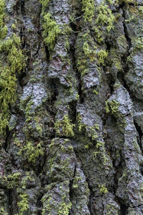 Moss Growing On Redwood Bark Stock Image Image Of Wilderness