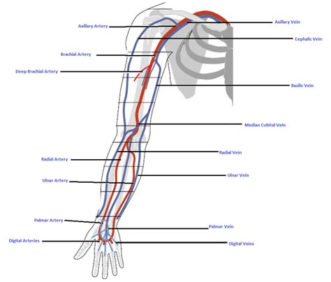 Diagram Of Veins And Arteries In Arm