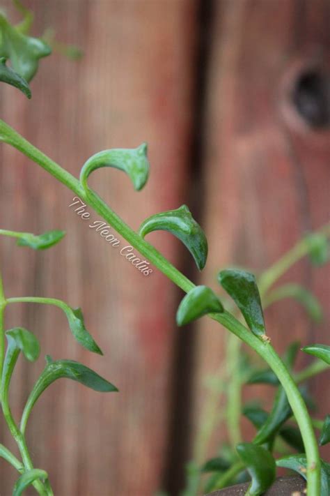 Peperomia prostrata aka string of turtles. Pin on Succulent