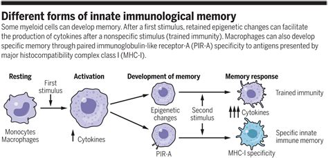 The Specifics Of Innate Immune Memory Science