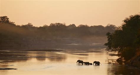 South Luangwa National Park Zambia Complete Safari Guide