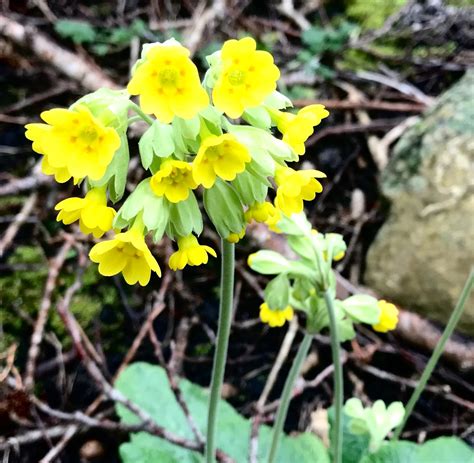 Speedies Blog The Yellow Flowers Of Spring Cowslip Irish Bainne