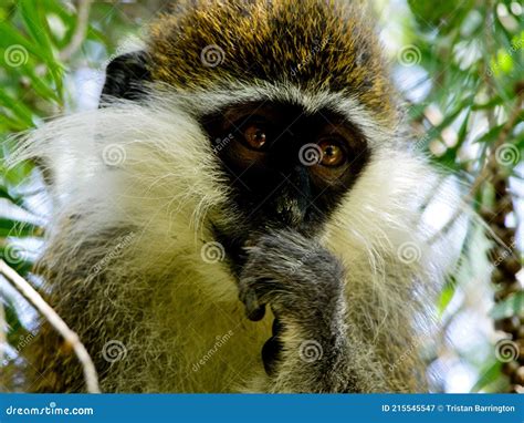 Closeup Portrait Of A Vervet Monkey Chlorocebus Pygerythrus Hawassa